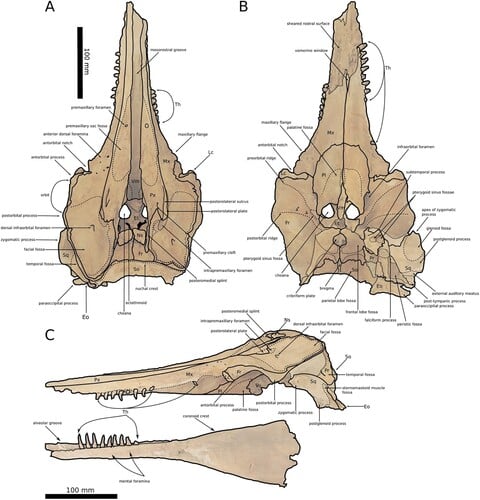 Череп ископаемого дельфина / © www.tandfonline.com