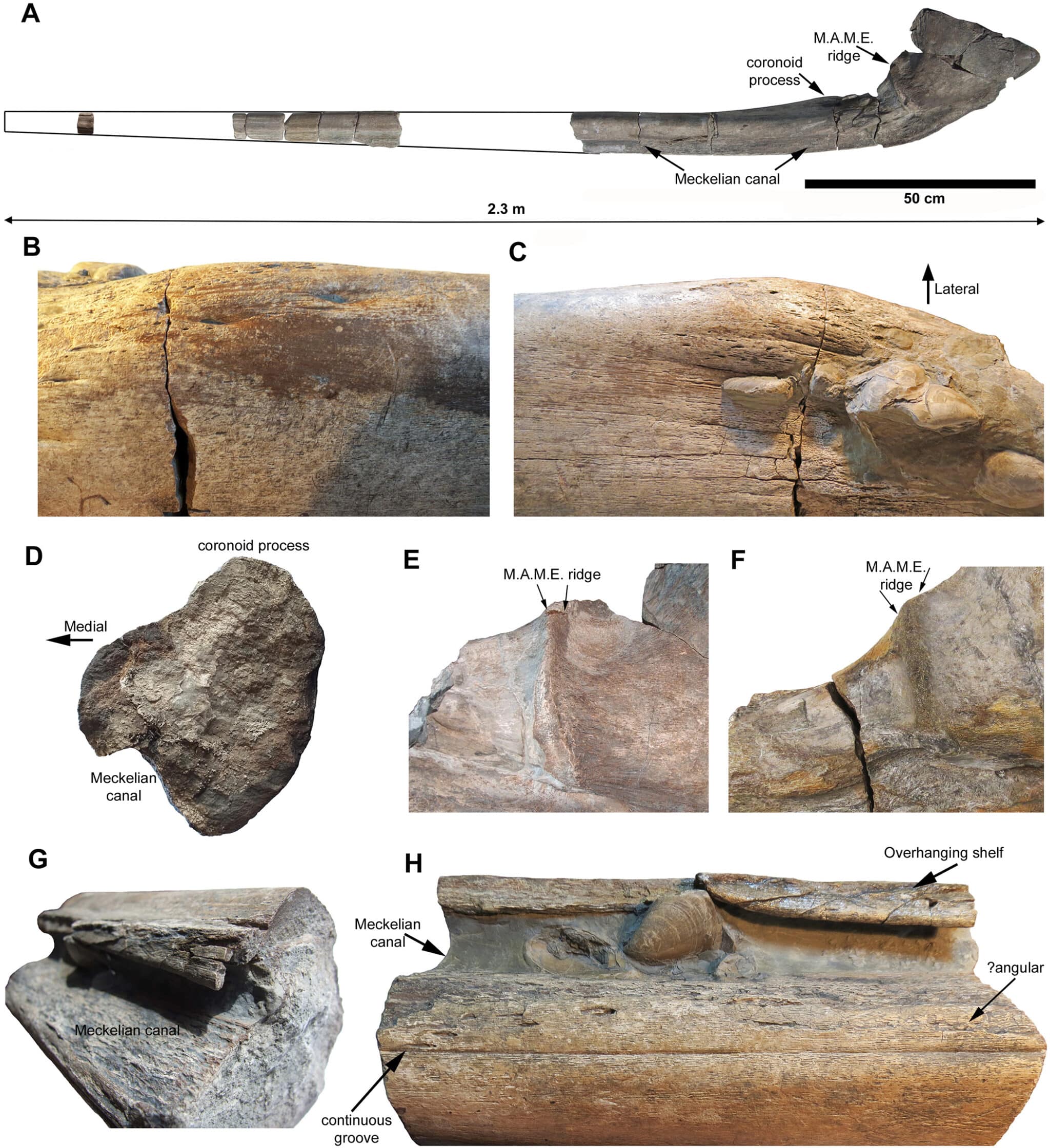 Недавно найденные фрагменты челюсти Ichthyotitan severnensis / © Lomax et al., PLOS One