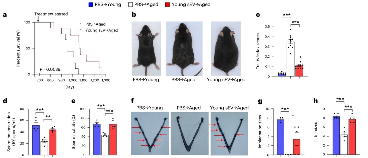 A) Кривые выживания Каплана — Мейера в каждой группе подопытных мышей. B) Животные из каждой группы после семи месяцев эксперимента. C) Средние показатели индекса хрупкости в каждой группе после четырех месяцев эксперимента. D, E) Количество и подвижность сперматозоидов у мышей в каждой группе. F, G) Имплантация эмбрионов у самок мышей, которые спаривались с подопытными самцами из каждой группы (красные стрелки указывают места имплантации в матке самок и количественные данные. H) Количество потомства от самцов мышей в каждой группе. / © Nature Aging (2024), Chen, X., Luo, Y., Zhu, Q. et al.