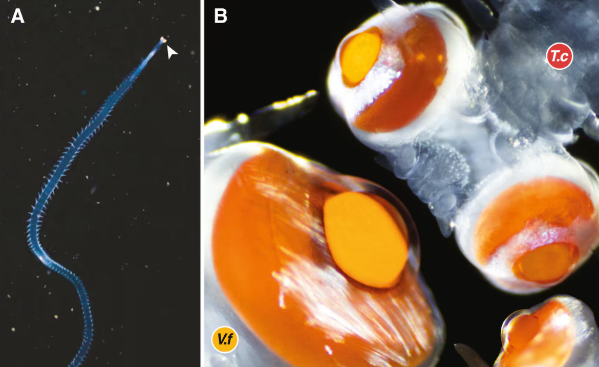 У этого странного морского червя с огромными глазами развилось суперзрение