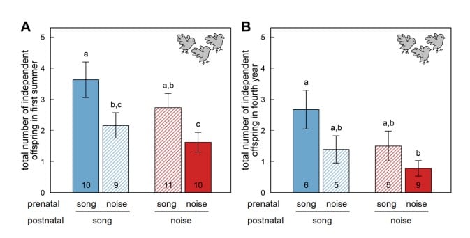 Негативный эффект шума при развитии на дальнейшую плодовитость птиц / © Alizée Meillère et al., Science