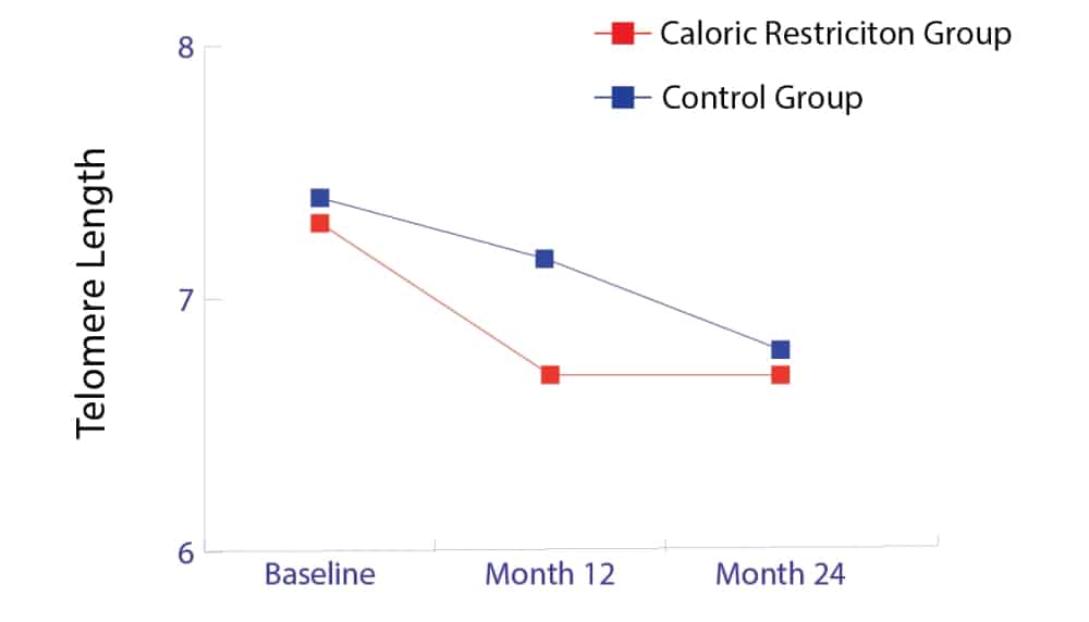 Динамика сокращения длины теломер на протяжении исследования у участников с ограничением калорий и из контрольной группы / © 2024 Aging Cell, Waylon J. Hastings et al.