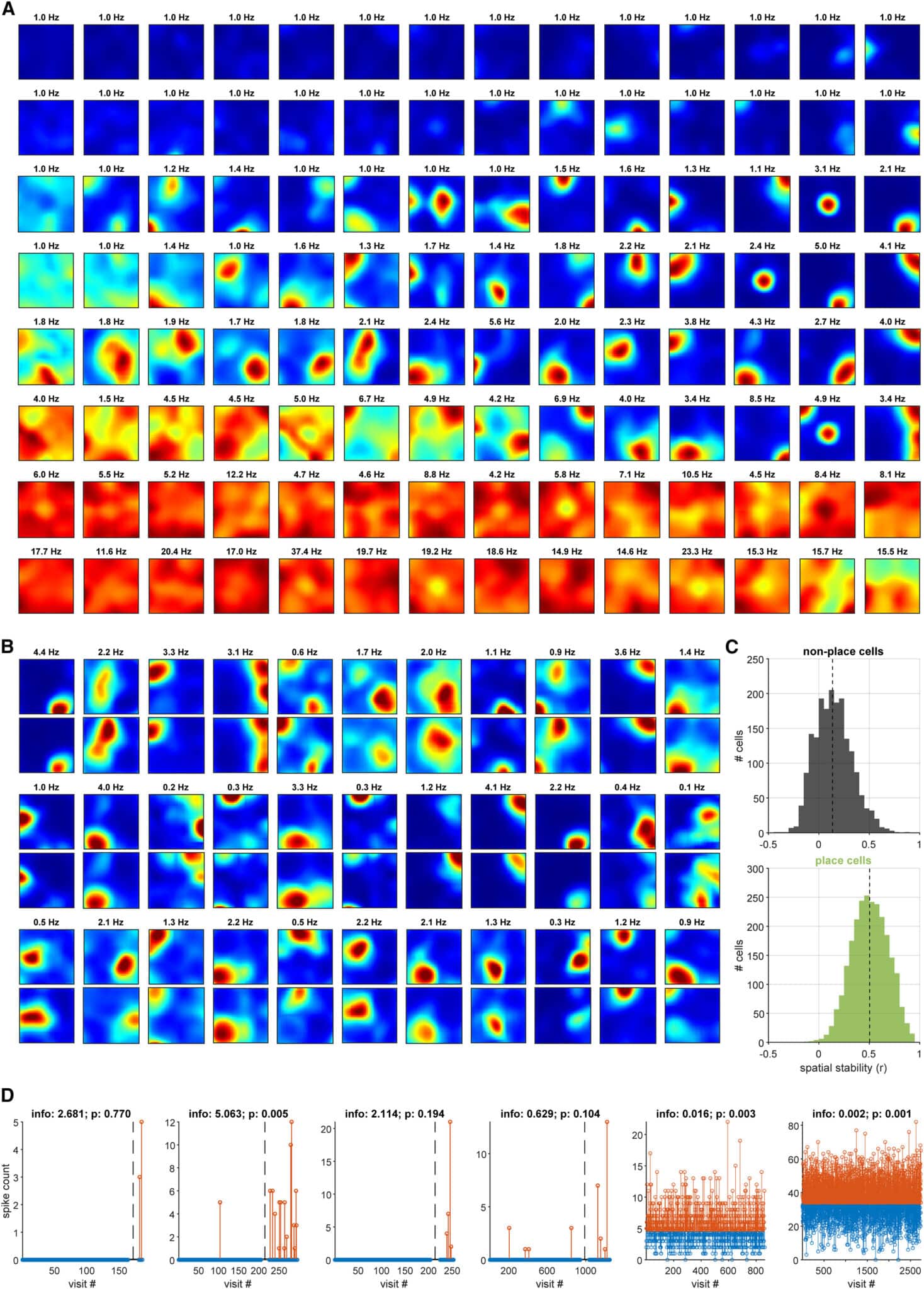Отдельные нейроны показали типичную настройку места. (A) Карты расположения 112/116 одиночных единиц, зарегистрированных в ходе выборочной сессии. Нейроны были разделены на восемь рядов по средней частоте возбуждения, а затем в каждом ряду по пространственной информации от низкого к высокому слева направо. Цвет каждой секции варьировался от 0 до максимального значения карты места, указанного в заголовке, или до 1 Гц для нейронов с пиковыми значениями карты ниже 1 Гц. Нейроны с высокой частотой возбуждения часто были интернейронами. (B) Карты мест для 33/43 возбуждающих клеток места, случайно выбранных из одного и того же примера. (C) Стабильность пространственной настройки для всех одиночных единиц; пунктирная линия обозначает медиану. (D) Количество спайков в отдельных заходах для шести нейронов. Для возбуждающих нейронов (первые четыре слева) визиты были разделены на визиты вне поля и визиты в поле, показанные слева и справа от пунктирной линии. «В поле» определялись участки, где карта места составляла более одной четвертой от максимума, а «вне поля» — участки, где карта места была равна или ниже медианы карты / © Selmaan N. Chettih et al.