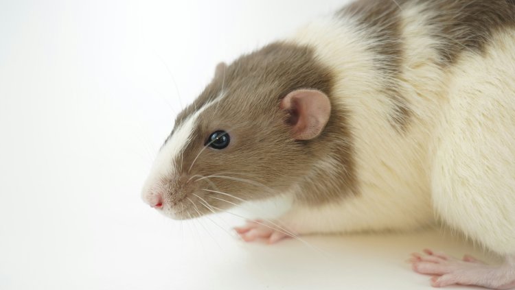 Крысы смеются слишком тонко — издают ультразвуки частотой 50 кГц