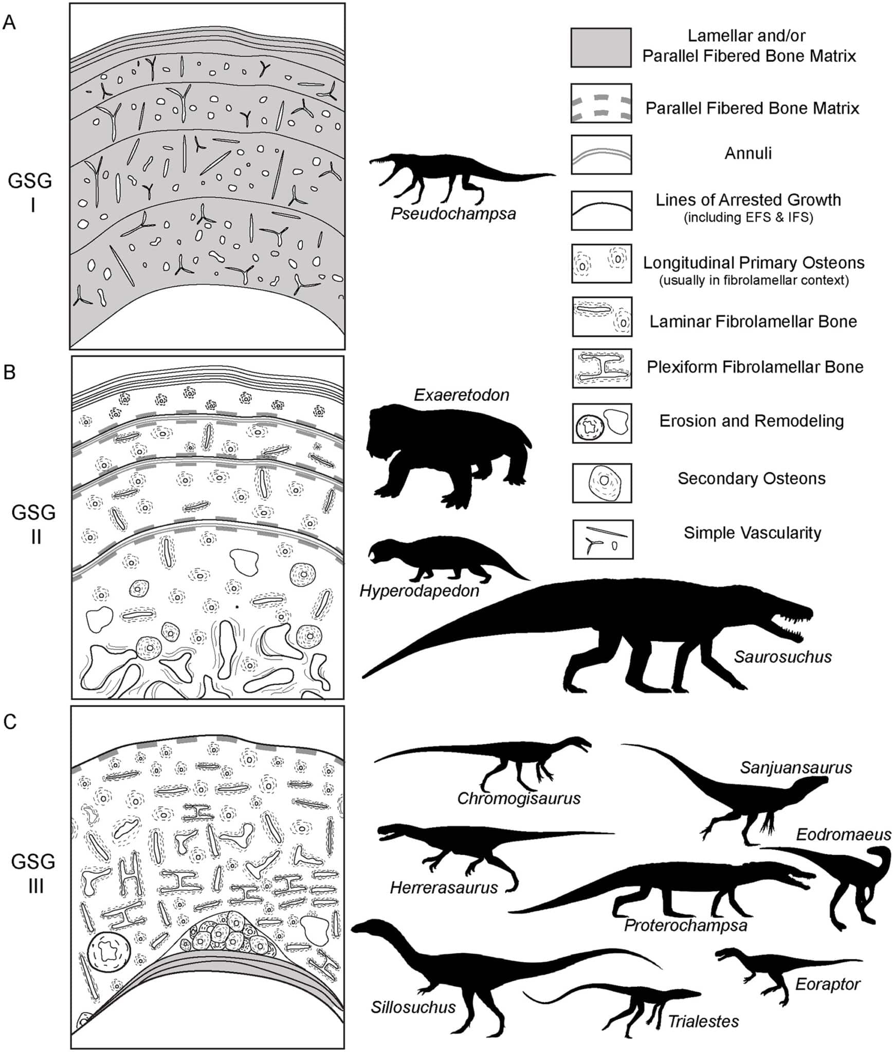 Группы стратегий роста на основе гистологии костей / © Kristina Curry Rogers et al.