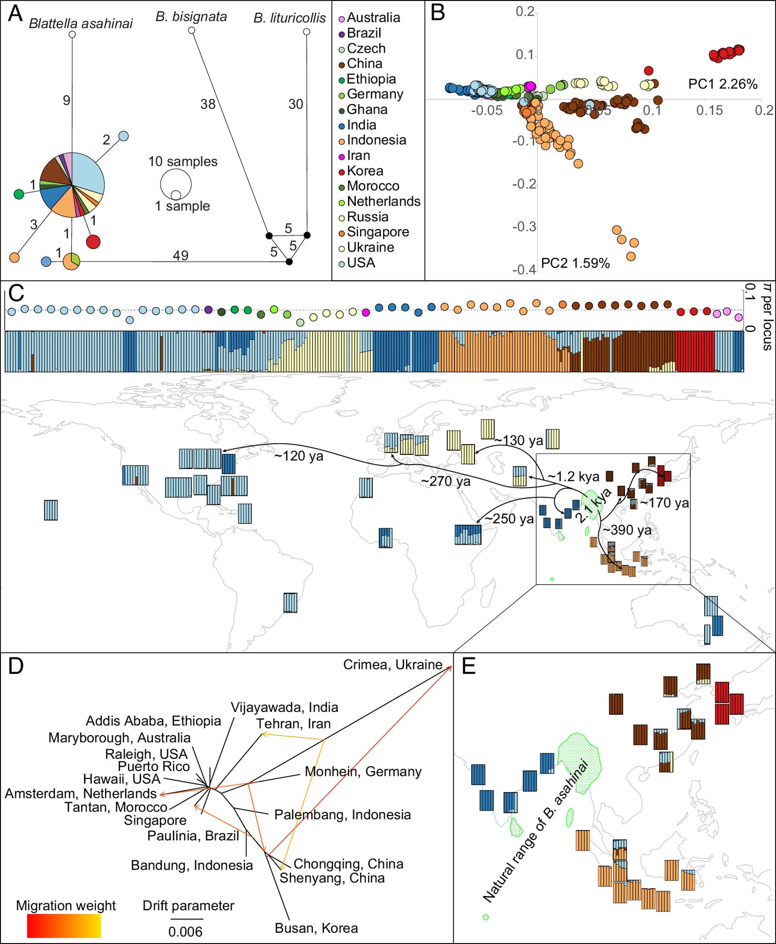 Генетическая структура популяции и пути глобального распространения Blattella germanica. (A) Сеть гаплотипов с медианным объединением на основе гена COI. (B) Анализ главных компонентов на основе 158 216 геномных однонуклеотидных полиморфизмов. (C) Гистограмма (вверху), разбитая на гистограммы по конкретным регионам, сопоставленные с местами отбора проб, полученная в результате оценки предков. Диаграмма в верхней части гистограммы показывает нуклеотидное разнообразие (π) на локус в каждом месте отбора. Предполагаемые время и маршруты глобального распространения обозначены черными стрелками. (D) Дивергенция ключевых популяций представлена в виде неукорененного дерева. (E) Увеличенный вид (C), сфокусированный на Азии. Естественный ареал предка B. asahinai показан зеленым цветом / © Proceedings of the National Academy of Sciences, Qian Tang et al.