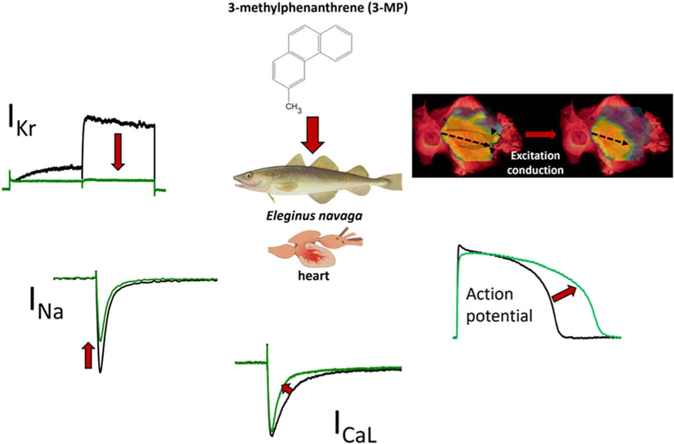 Графическое резюме работы: влияние 3-метилфенантрена на сердце рыбы, калиевые (Ik), натриевые (INa) и кальциевые (ICa) токи в нем / © Chemosphere, T.S. Filatova et al., 2024 