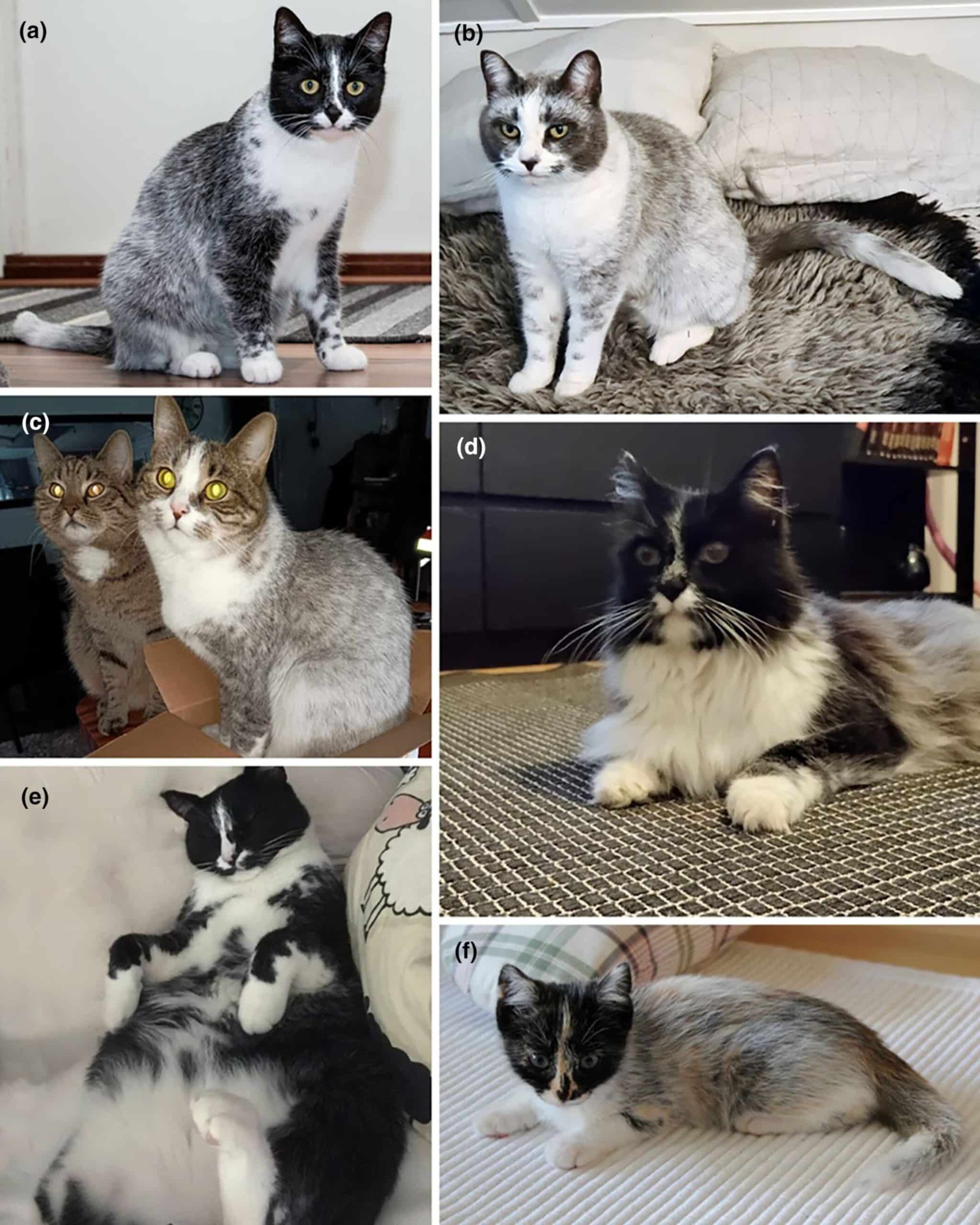Кошки окраса «салмиак» / © Heidi Anderson et al., 2024, Animal Genetics