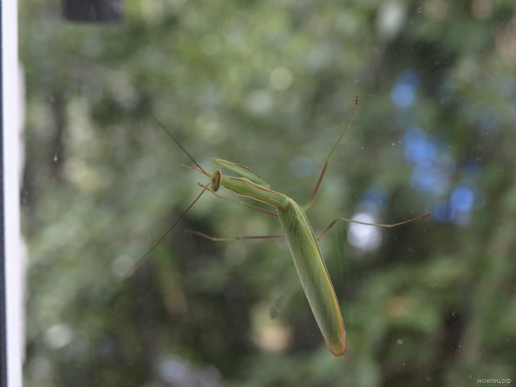 Богомол обыкновенный (Mantis religiosa) на балконе жилого дома в округе Троицк (Москва). Фото: Александр Дылев / ЭкоЕлец