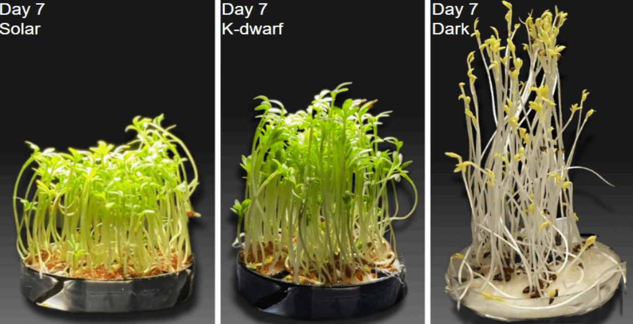 Вид на те же три посадки кресс-салата сбоку, к концу седьмого дня. В центре: кресс-салат, выращенный под излучением, эквивалентным свету оранжевого карлика. Слева: выращенный под аналогом солнечного излучения. Внизу: кресс-салат, который растили в темноте / © René Heller et al.