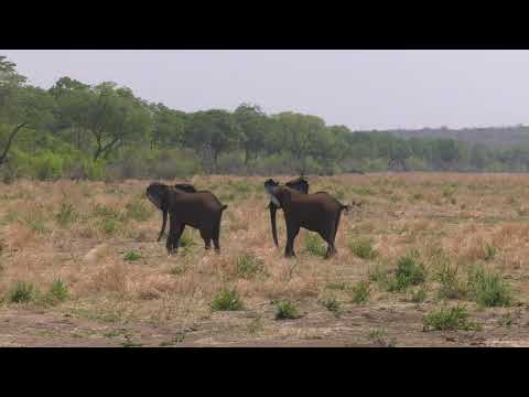 Elephant greeting 2