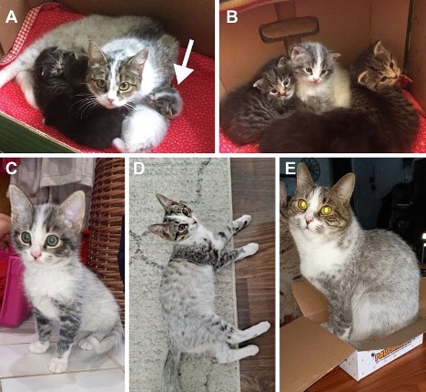 Кошка окраса «салмиак» с котятами / © Heidi Anderson et al., 2024, Animal Genetics