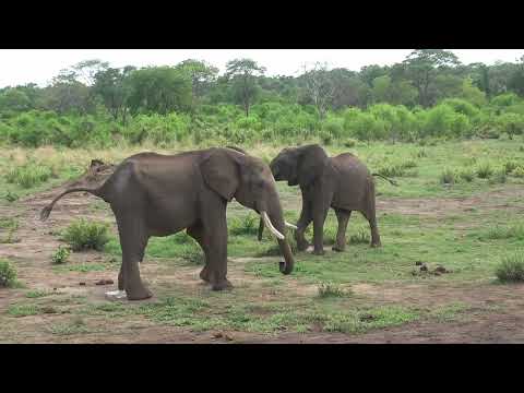 Elephant greeting 1