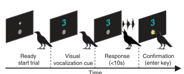 Схема, иллюстрирующая эксперимент / © Liao et al., Science, 2024