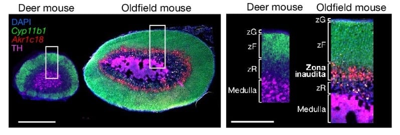 Сравнение флуоресценции надпочечников оленьего хомячка (deer mouse, Peromyscus maniculatus) и берегового хомячка (oldfield mouse, Peromyscus polionotus). Отмечены зоны надпочечников, в том числе zona inaudita или «неизвестная ранее зона» / © Andres Bendesky et al., Nature (2024)