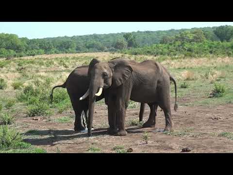 Elephant greeting 3