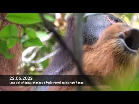 Long call of injured wild male Sumatran orangutan before treating his wound with a healing plant