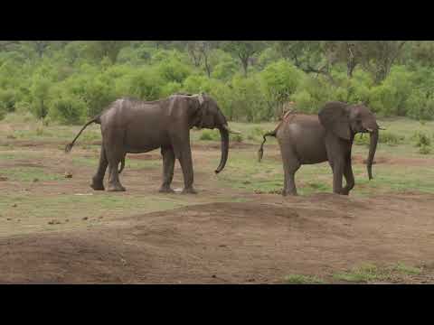 Elephant greeting 4