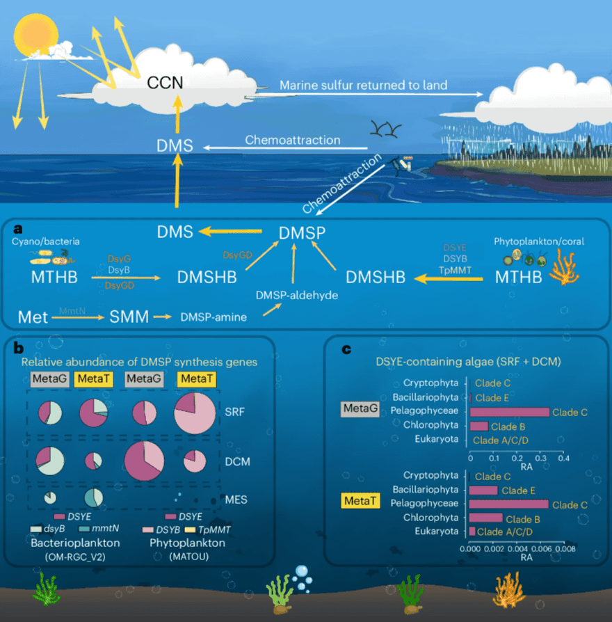Обзор ключевых ферментов и путей биосинтеза ДМСП и их значения для окружающей среды / © Nature Microbiology, Jinyan Wang et al.  