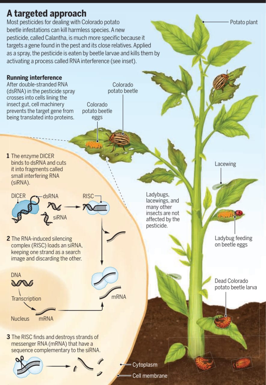 Графическая аннотация работы: суть РНК-интерференции и ее использование в качестве пестицида / © A. Mastin, science.org
