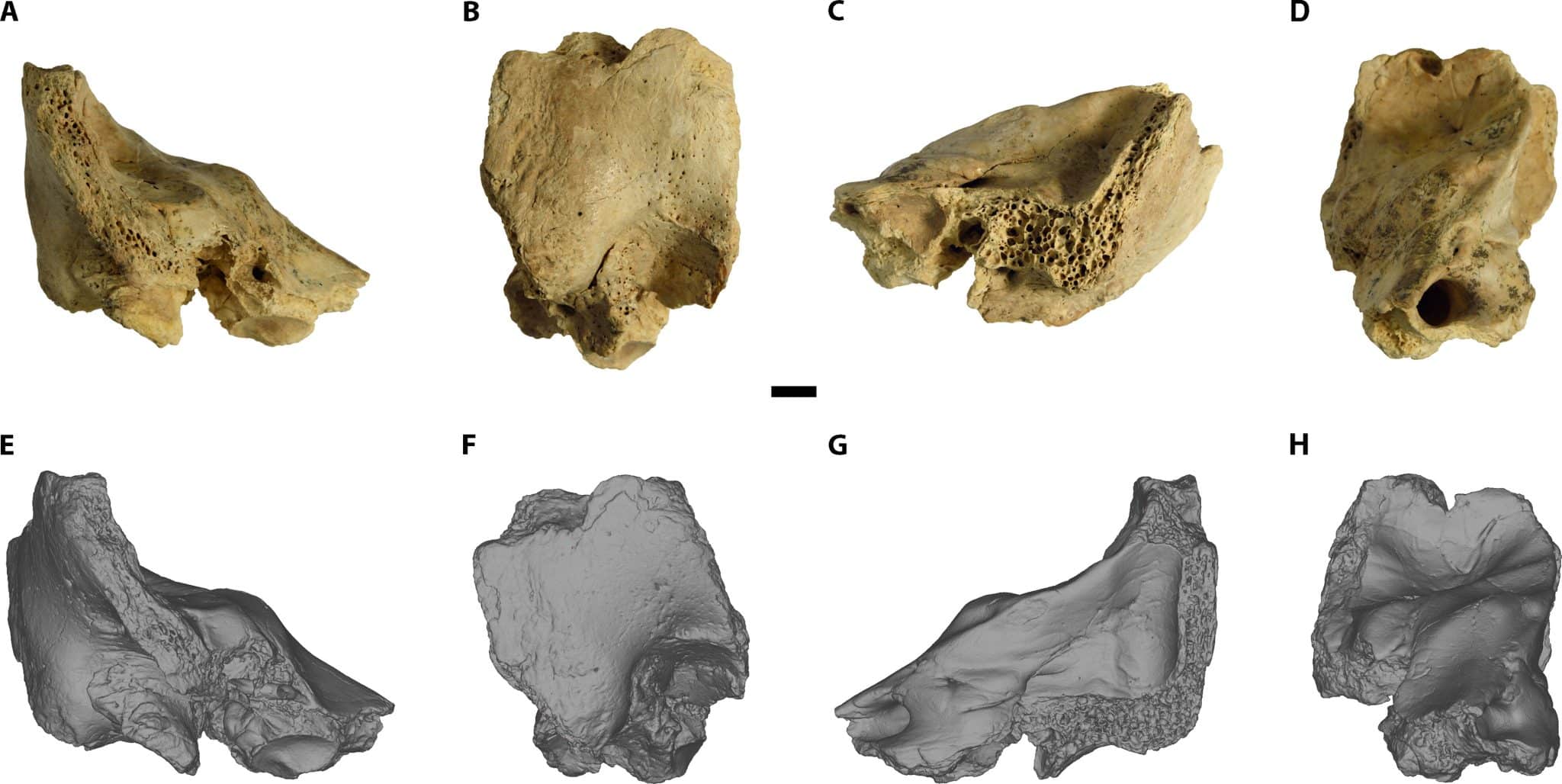 Верхний ряд — фрагмент кости, нижний — 3D-модель окаменелости CN-46700 / © Science Advances