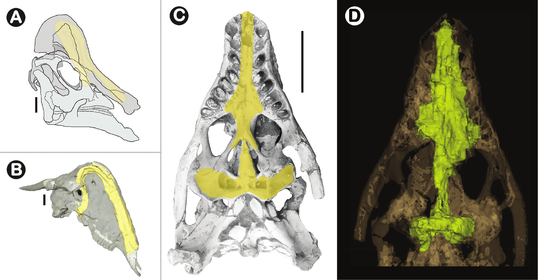 Резонансные структуры, возникающие в результате расширения верхних дыхательных путей у Hypacrosaurus altispinus (A), Rusingoryx atopocranion (B) и Caipirasuchus catanduvensis sp. nov. (C). На (D) — трехмерная модель обнаруженного черепа (вид сверху) с дыхательными путями, выделенными желтым цветом / © Historical Biology, Fabiano V. Iori et al.