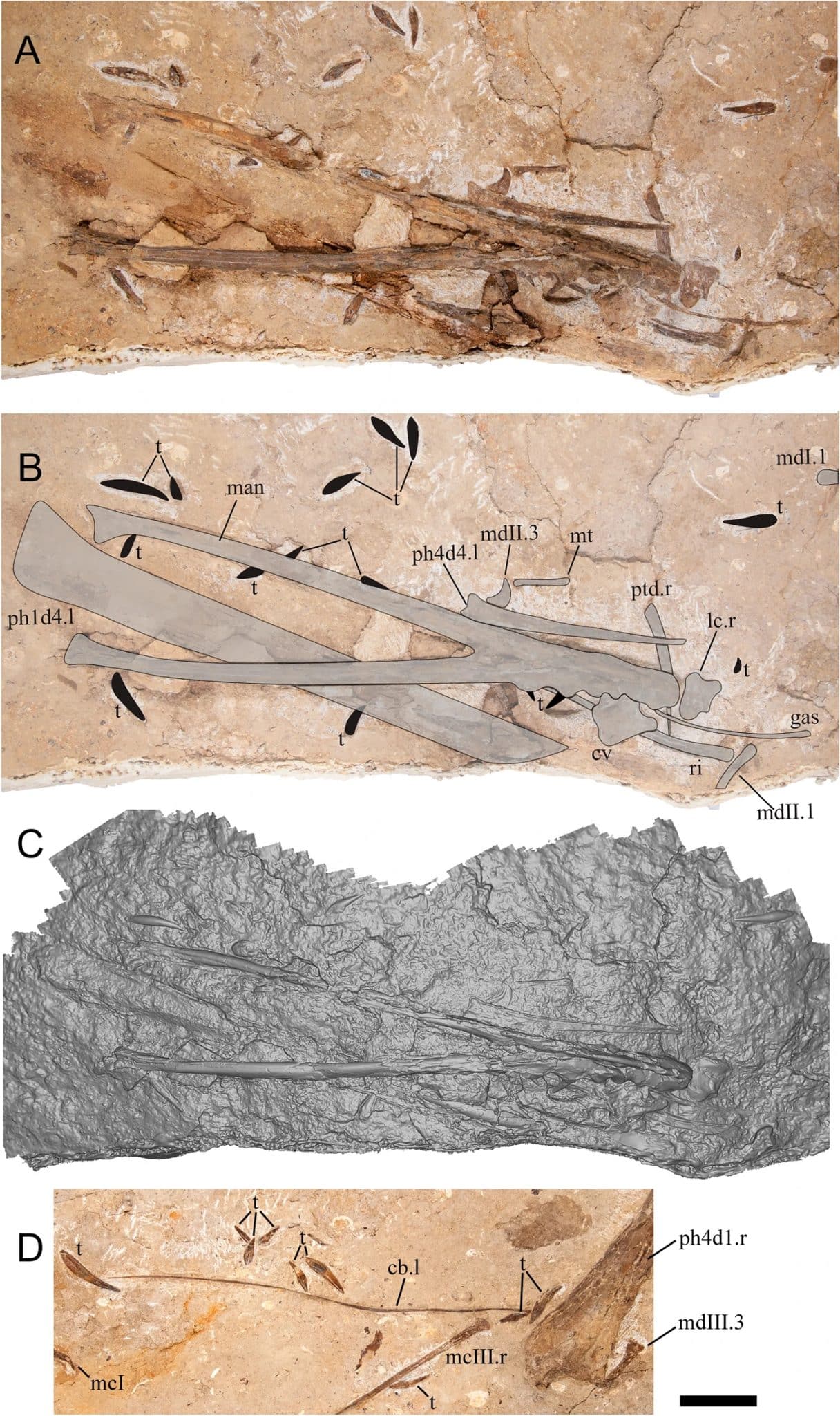 Haliskia peterseni