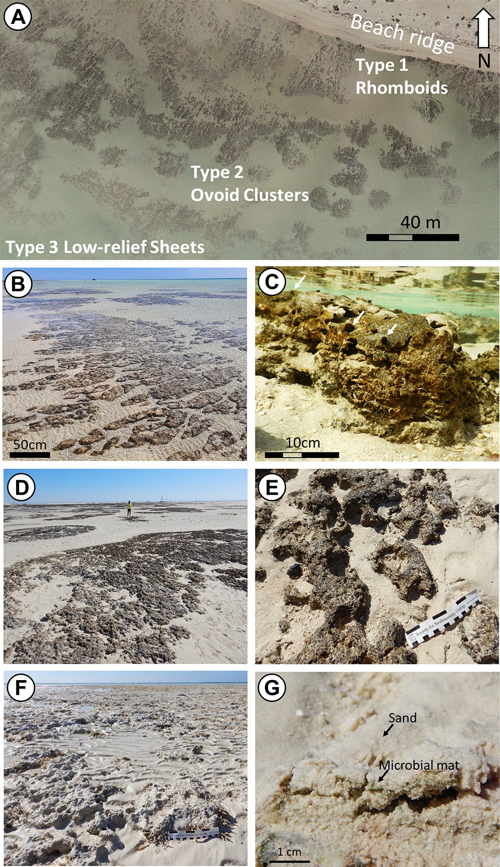 (A) Изображение строматолитовых полей, сделанное с помощью беспилотного летательного аппарата, показывающее три основных морфотипа строматолитов и их распределение. (B-C) Строматолиты типа 1 с удлиненной синусоидальной или ромбовидной морфологией, слоистыми внутренними структурами. Белые стрелки показывают пасущихся гастропод во время прилива (подводная фотография). (D-E) Строматолиты типа 2, состоящие из низкорельефных, неправильной формы овоидных скоплений строматолитов во внешнем поле. (F-G) Строматолиты типа 3, состоящие из менее четких, низкорельефных микробных матов, покрытых тонким слоем карбонатного песка / © Geology, Volker Vahrenkamp et al.