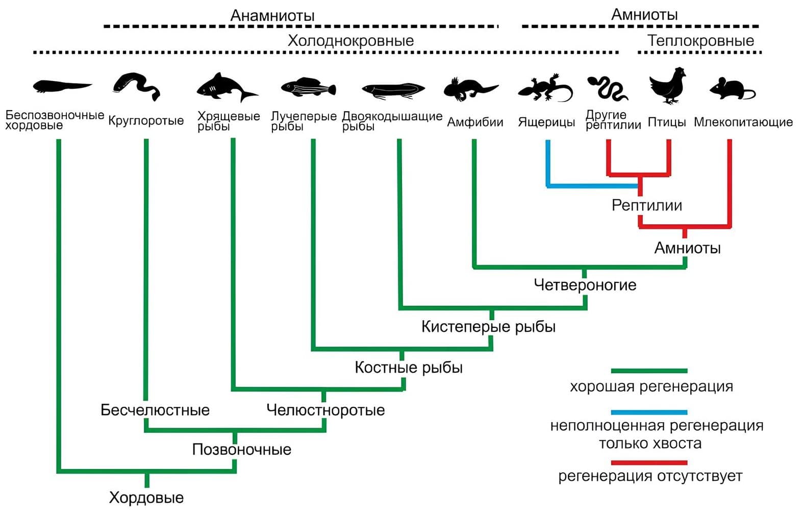 Эволюционное древо позвоночных и различия в их способности к регенерации / © Andrey G. Zaraisky et al., 2024, www.ibch.ru
