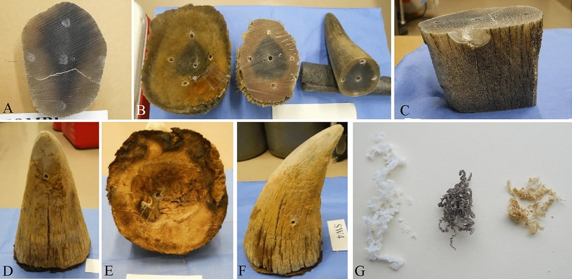 Примеры рассмотренных в исследовании образцов носорожьих рогов / © Scientific Reports, Terri L. Roth et al.