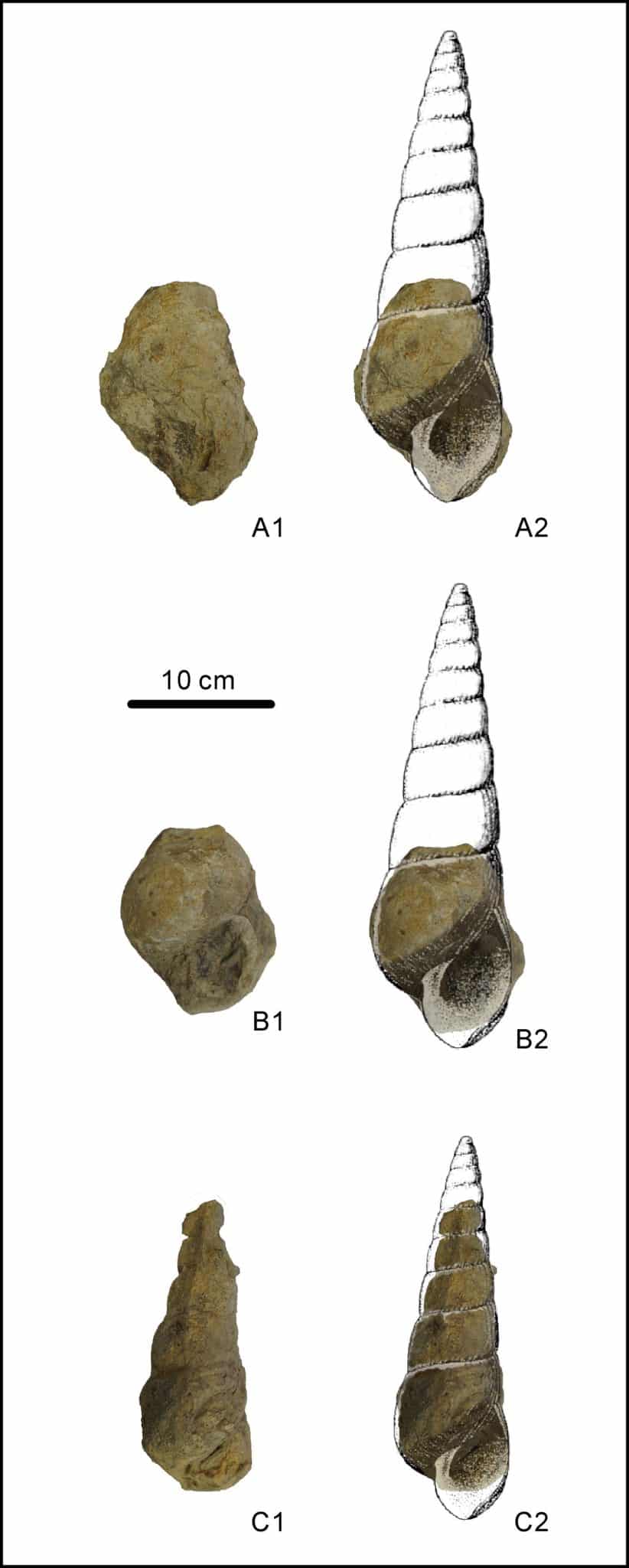 Новые гигантские брюхоногие моллюски из формации Цинъянь, Toxoconcha sp. / © Palaeoworld, Xin Sun et al.  