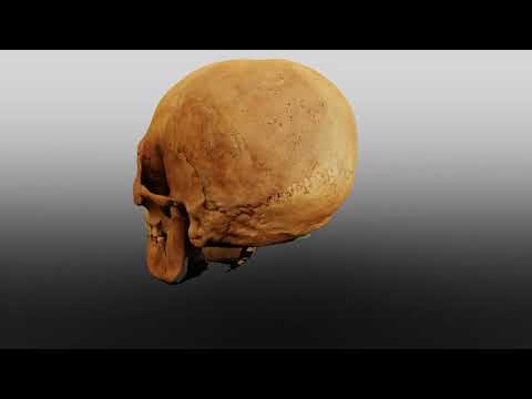 Model of the skull of Nefer