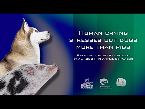 Human crying stresses out dogs more than pigs