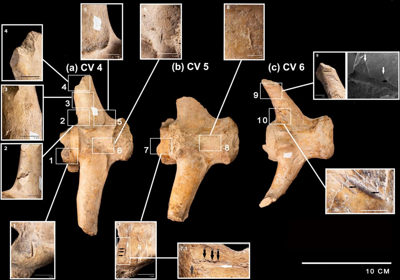 Кости гигантского броненосца со следами снятия с них мяса / © Mariano Del Papa et al.