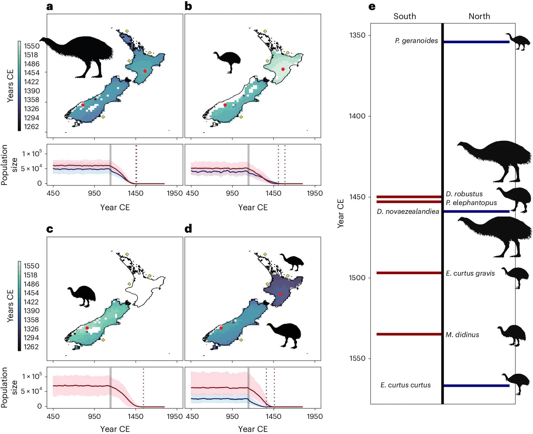 Межвидовые различия в скорости сокращения ареала и уменьшения численности популяции. a-d, Прогнозируемые сроки вымирания для D. novaezealandiae (Северный остров) и D. robustus (Южный остров) (a), E. curtus curtus (Северный остров) и E. curtus gravis (Южный остров) (b), M. didinus (c) и P. geranoides (Северный остров) и P. elephantopus (Южный остров) (d). Красными кружками обозначены предполагаемые места вымирания. Желтыми ромбами отмечены места первой высадки полинезийских колонистов. Прогнозируемая численность популяции моа с 450 года нашей эры показана на линейных графиках. Размер популяций видов на Северном острове и на Южном острове показан синим и красным цветом соответственно. Серая полоса показывает время колонизации полинезийцами, а вертикальные пунктирные линии — время вымирания. e, Сводка оценок времени вымирания для шести видов моа (включая два подвида) / © Nature Ecology & Evolution, Sean Tomlinson et al.