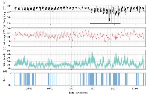 (a) Температура тела (°C) взрослого самца сероголовой летучей лисицы (Pteropus poliocephalus) в зимний период, (b) температура воздуха (°C), (c) скорость ветра и (d) количество дождей по данным местного метеобюро / © Proceedings of the Royal Society B: Biological Sciences, Turbill C, Walker M, et al.