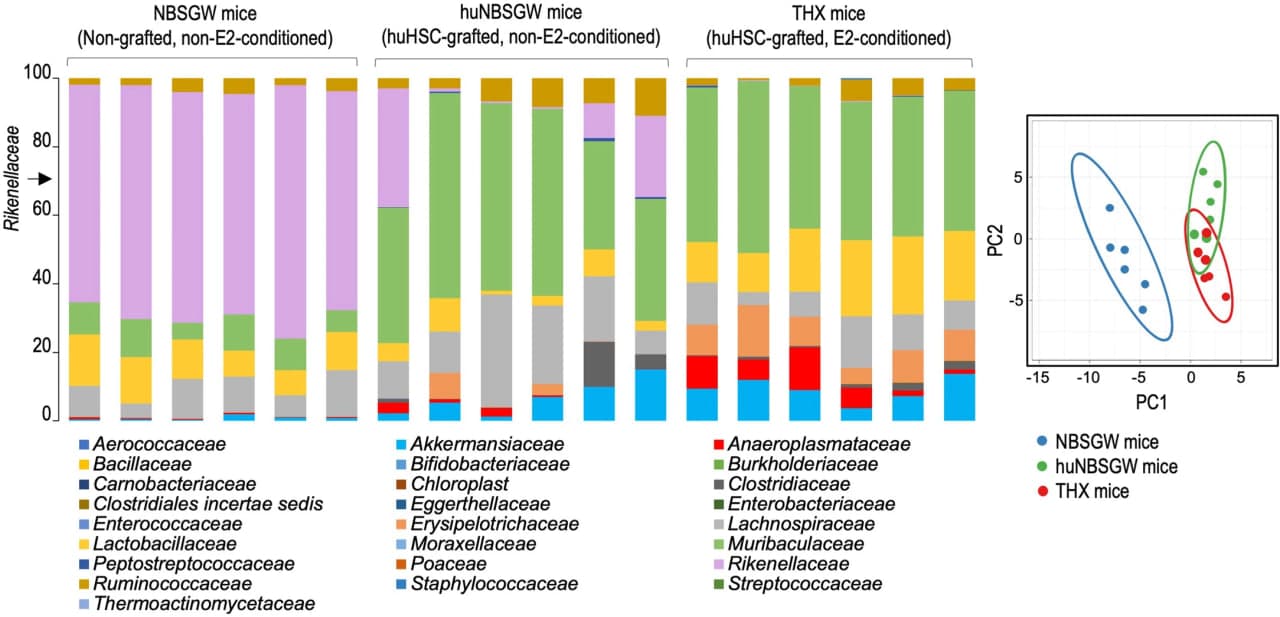 Состав микробиома разных линий мышей, включая TruHuX / © D. P. Chupp et al, 2024, Nature.com