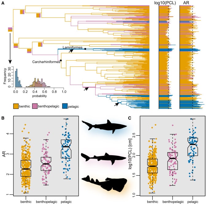 Эволюционные изменения морфологии современных групп акул. Цветами показаны бентические рыбы (оранжевый), бентопелагические (фиолетовый), пелагические (синий). А. Независимый переход групп акул к пелагическому образу жизни. B. Изменения соотношения длины и ширины грудных плавников. C. Изменения размеров тела от рыла до основания хвоста / © Phillip C. Sternes et al., 2024, Current Biology