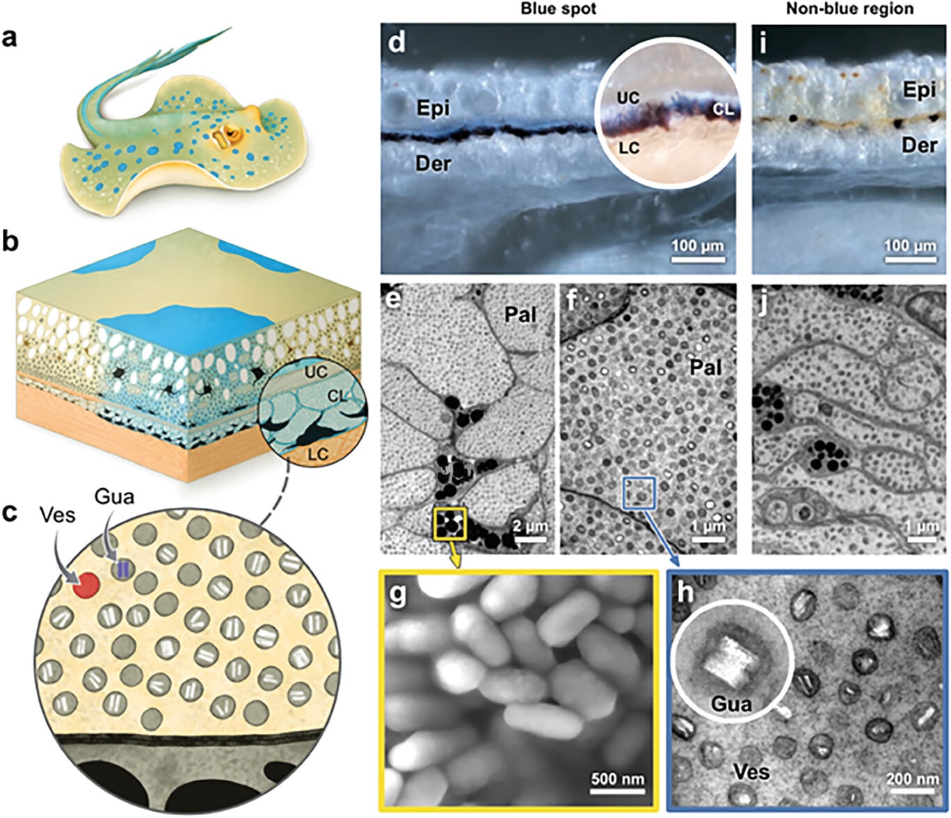 Строение кожи ската Taeniura lymma / © Advanced Optical Materials (2024), Venkata A. Surapaneni et al.