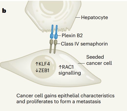 Белок plexin B2 выступает как мастер-ключ для доступа раковых клеток в печень  / © Borrelli et al., Nature, 2024