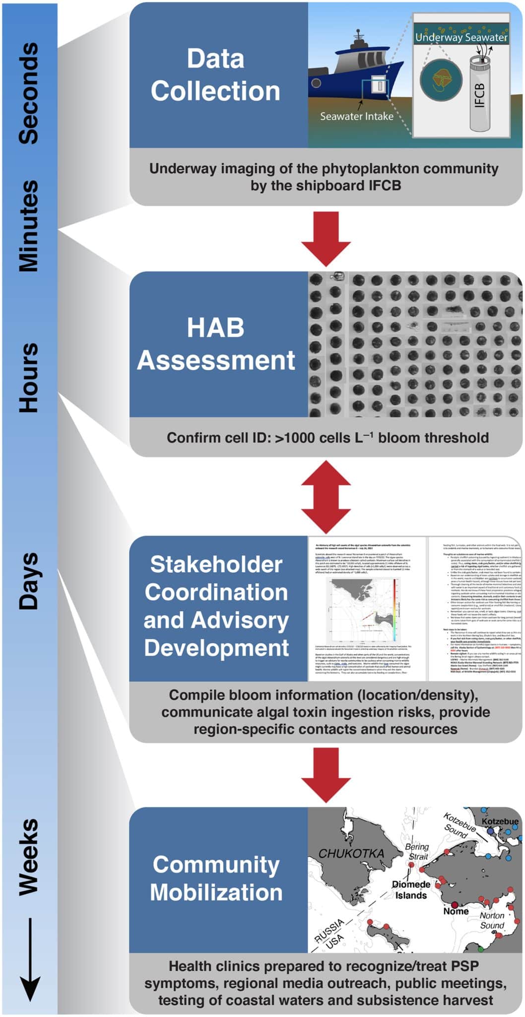 Схема реагирования на обнаружение цветущих водорослей. Временная шкала и структура потока информации от корабельного цитобота к региональной береговой службе реагирования. Этот процесс включает следующие этапы: сбор данных (от нескольких секунд до нескольких минут), оценка вредоносности (от нескольких минут до нескольких часов), координация действий заинтересованных сторон и разработка рекомендаций (24-48 ч, текст рекомендаций) и мобилизация сообщества (дни, недели) / © Limnology and Oceanography Letters, Evangeline Fachon et al.