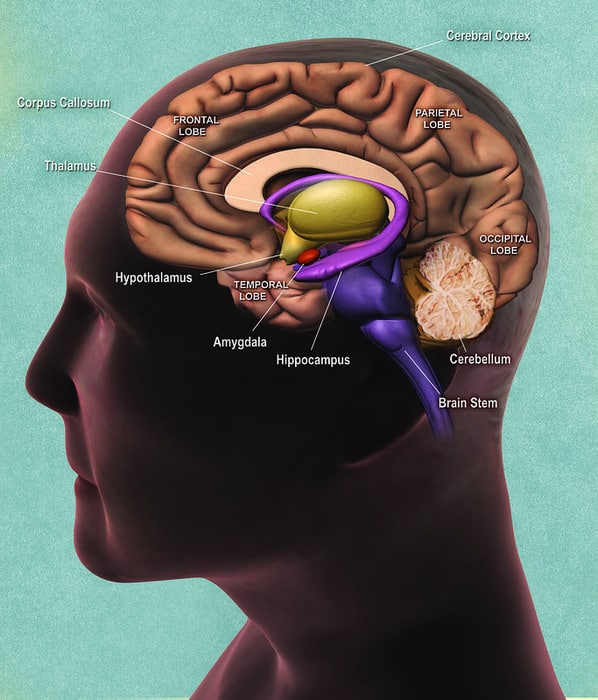 Основные отделы мозга. Мозжечок — cerebellum, мозговой ствол — brain stem, височная доля — temporal lobe, кора больших полушарий — cerebral cortex / © National Institute on Aging, National Institutes of Health