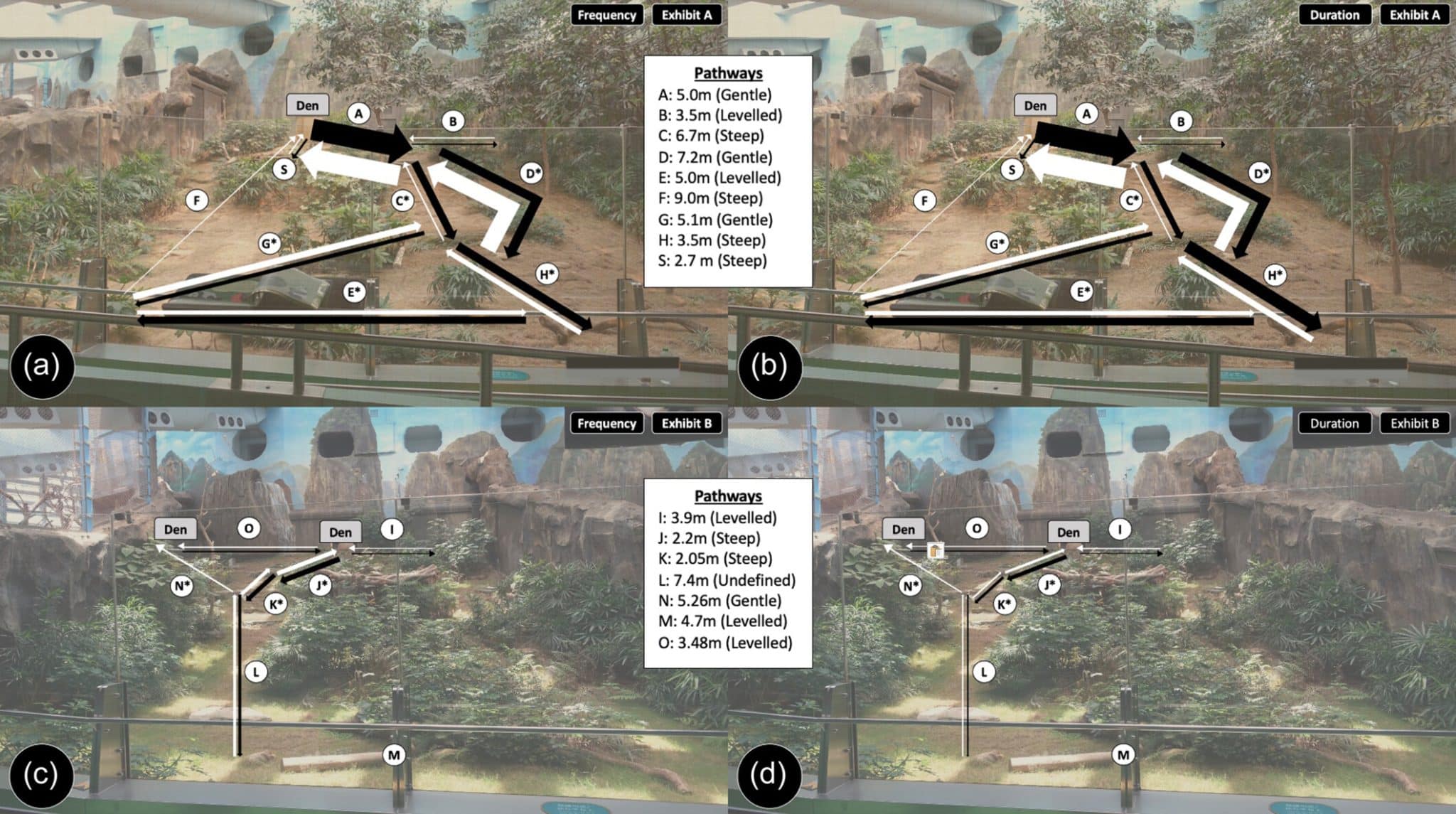 Изображения вольера A (a и b) и вольера B (c и d); стрелками отмечены тропы (A-O, S) внутри вольеров, их величина и цвет указывают на частоту (a и c) и продолжительность (b и d) использования в каждом направлении. Тропы, отмеченные звездочкой, были задокументированы со значительными различиями в двунаправленном использовании / © Zoo Biology, Iris Ziying Tan et al.