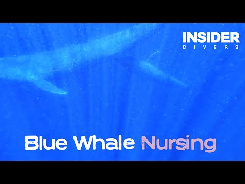 First ever underwater video of a Blue Whale nursing its calf