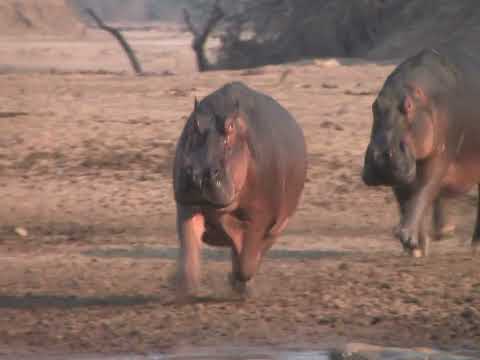 Running hippo