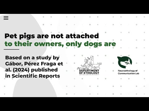 Pet pigs are not attached to their owners, only dogs are