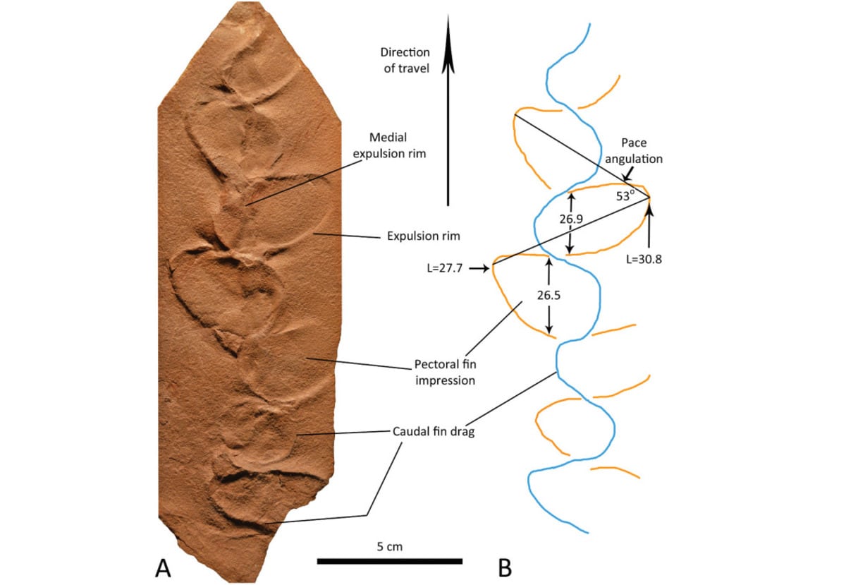 Особенности отпечатков Ambulopisces voigti. A, Следы ориентированы по направлению движения вверх. B. Интерпретационный эскиз отпечатков грудных плавников (оранжевый) и хвостового плавника (синий). Измерения отпечатков грудных плавников в миллиметрах / © Historical Biology, Larry F. Rinehart and Spencer G. Lucas.