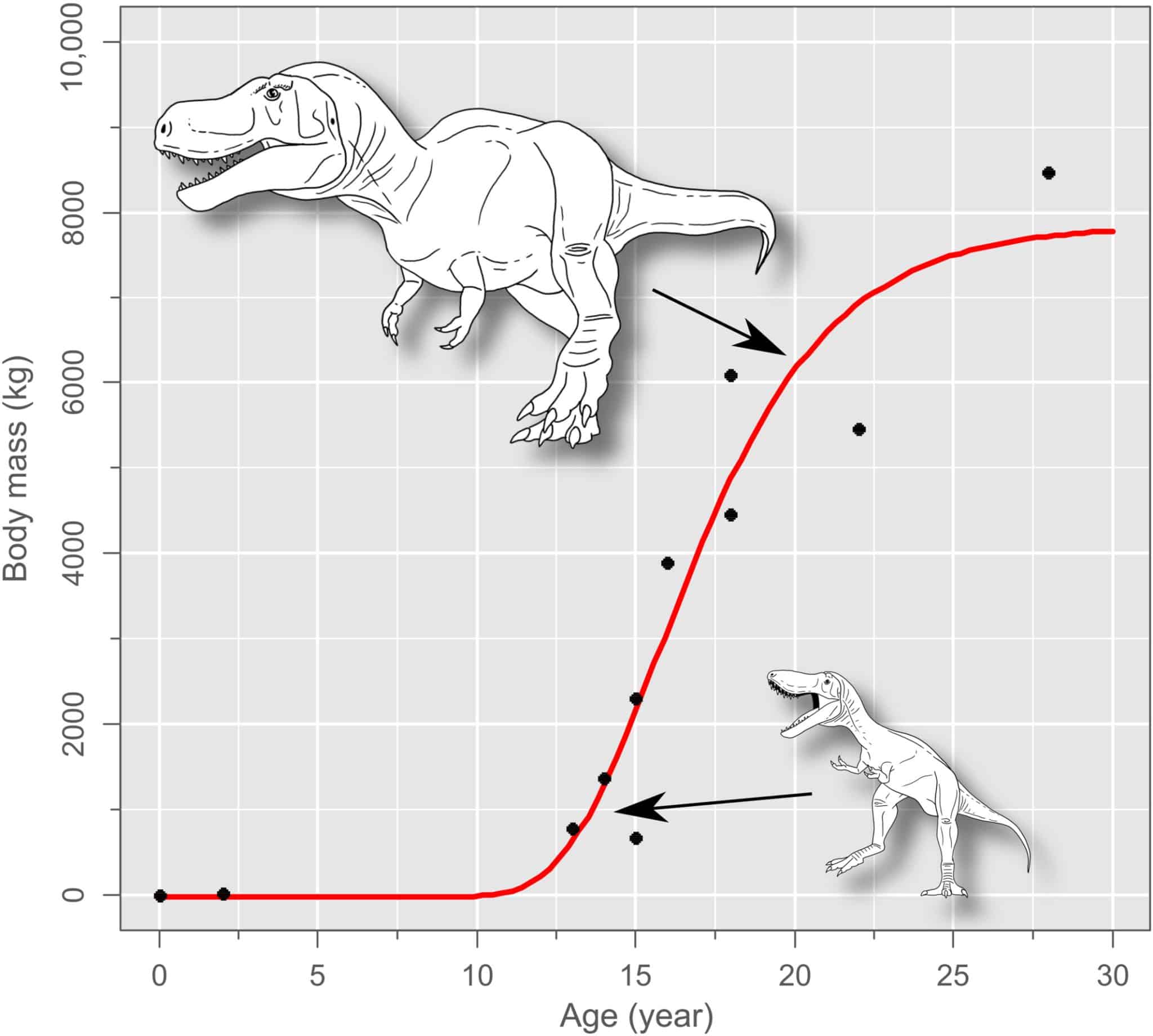 Четырехпараметрическая кривая роста Гомперца для Tyrannosaurus rex. Обозначен резкий скачок роста особи в подростковом возрасте. Иллюстрации не соответствуют масштабу / © Ecology and Evolution, Jordan C. Mallon and David W. E. Hone.