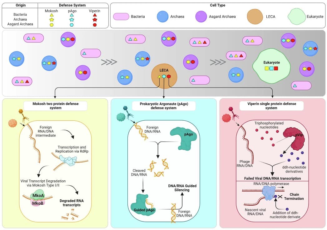 Основываясь на реконструкции трехмерных структур белков и филогении, авторы нового исследования предположили, что ранние формы систем защиты (белки виперины и аргонавты) были унаследованы эукариотами от архей через LECA (последний эукариотический общий предок). Однако другие системы (например, Mokosh), по-видимому, произошли от бактерий / © Pedro Leão et al, Nature Communications (2024)