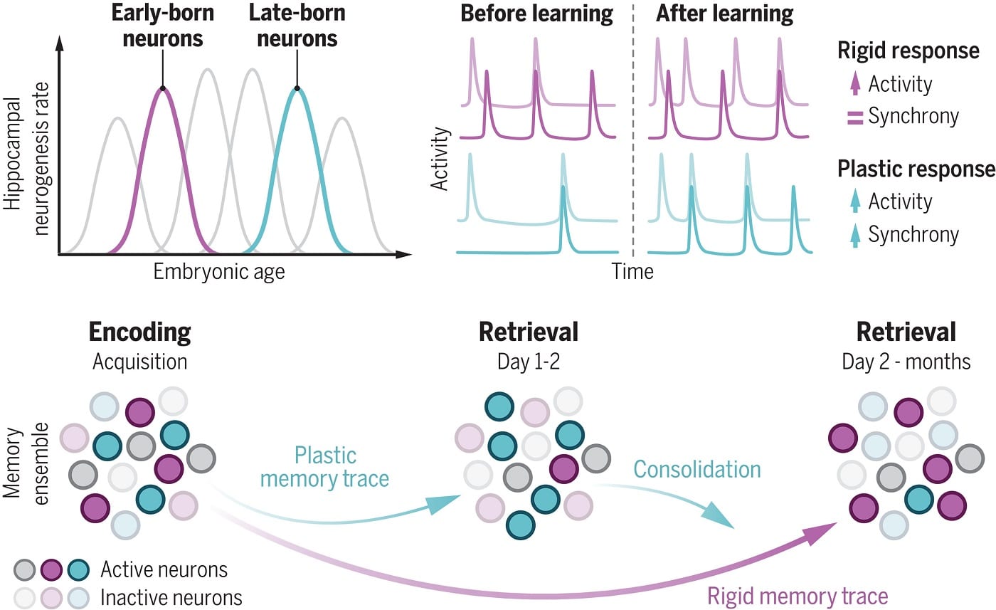 Исследователи обнаружили, что разные копии одного и того же воспоминания по-разному преобразуются с течением времени / © Vilde A. Kviem et al., Science